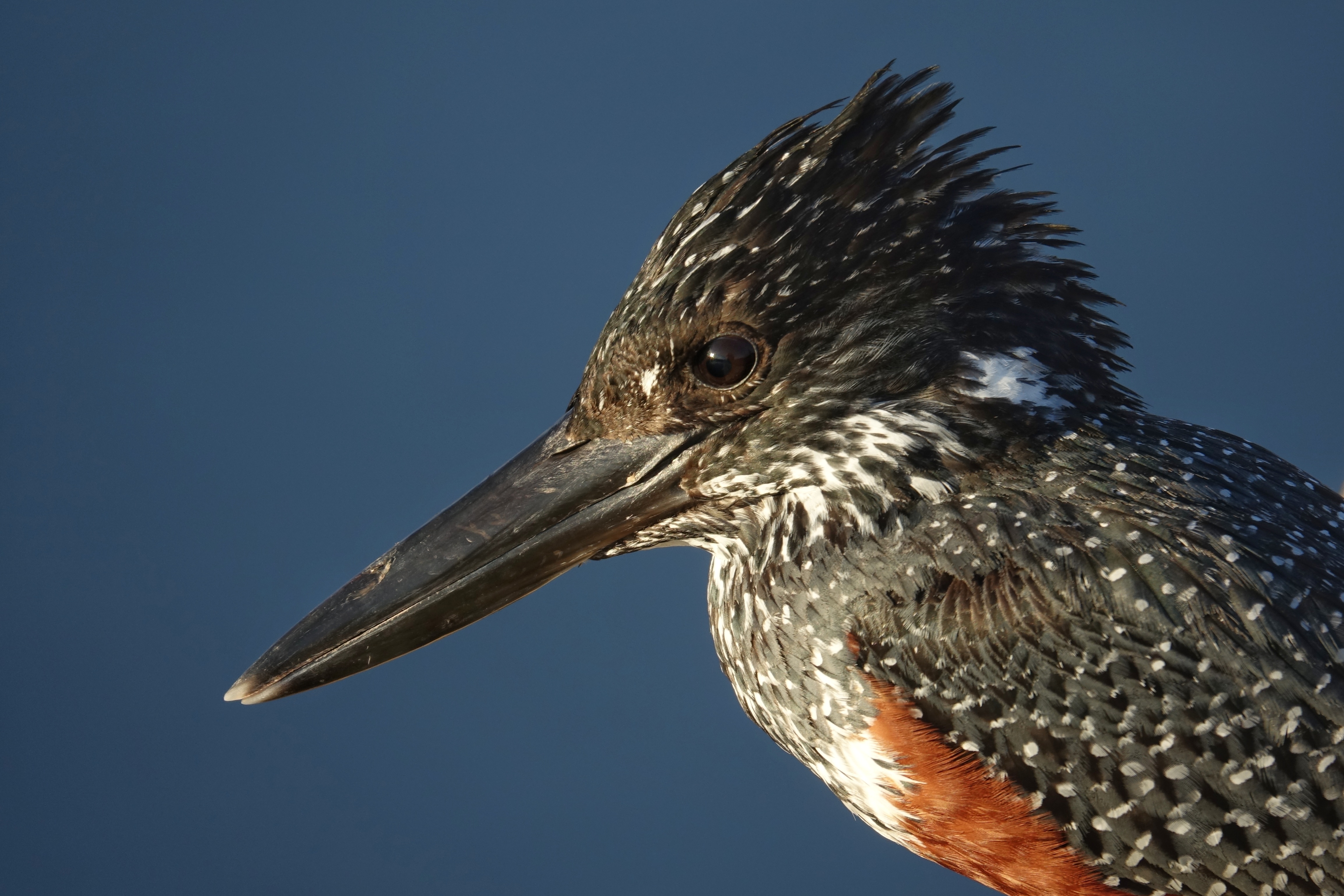 Oiseau d'eau